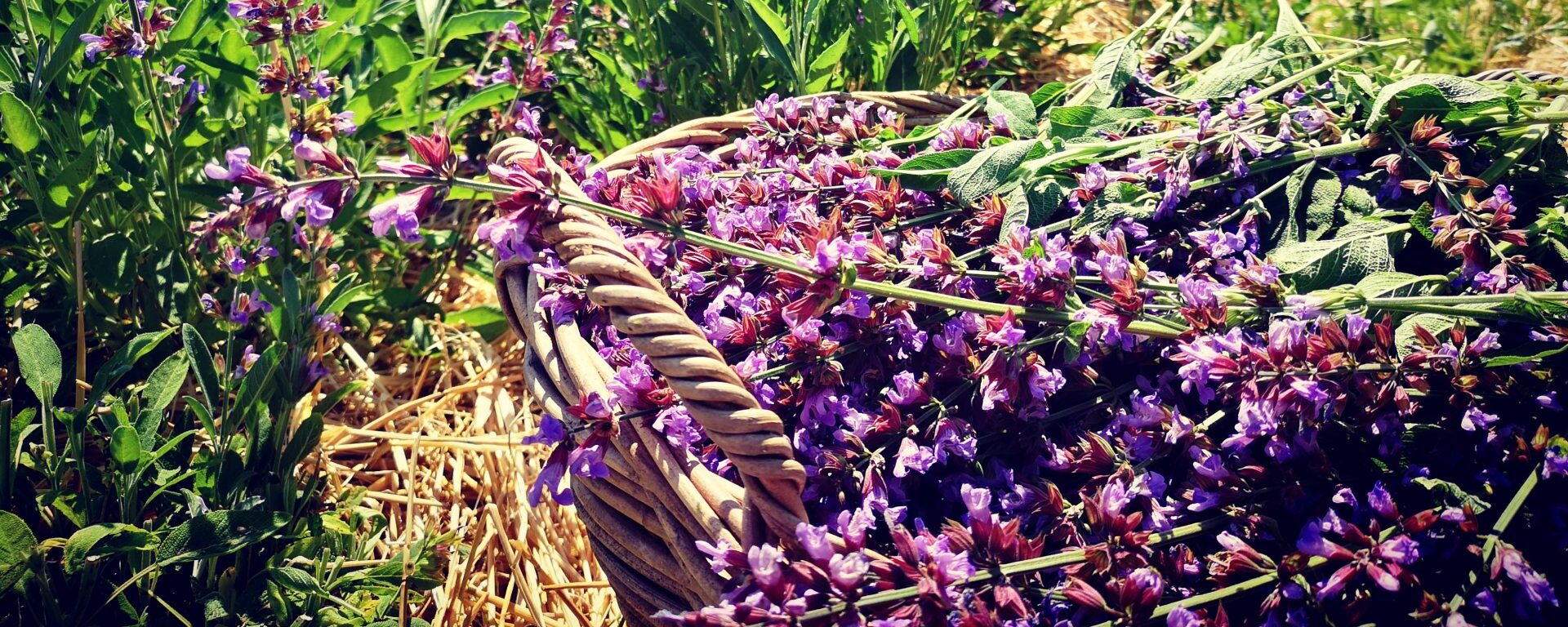 récolte de sauges bleues