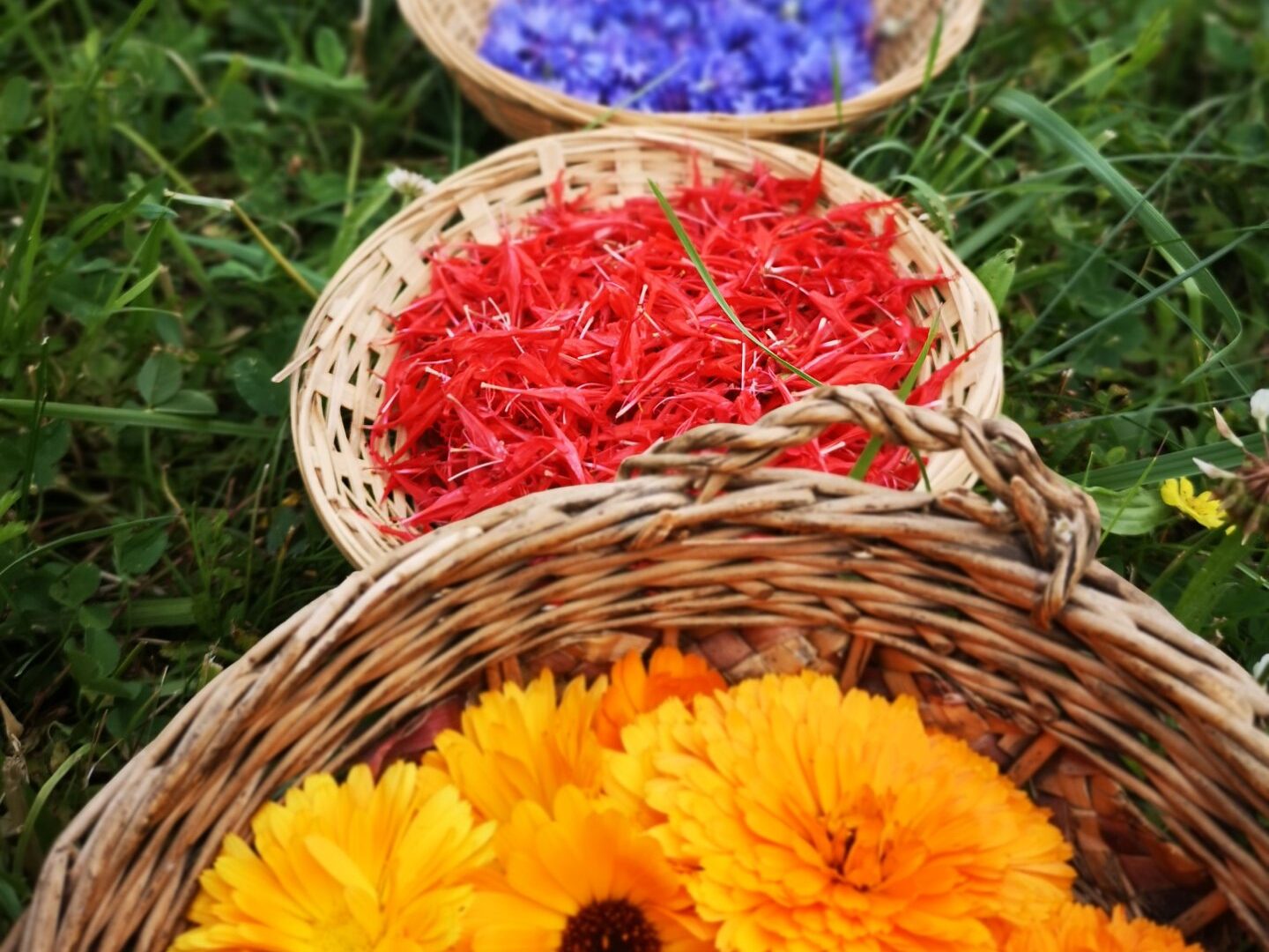 alignement de paniers d'osier dans l'herbe remplie de fleurs