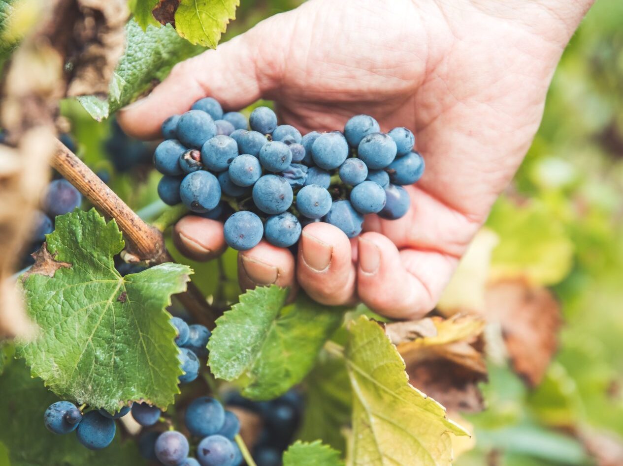 main tenant une grappe de raisin